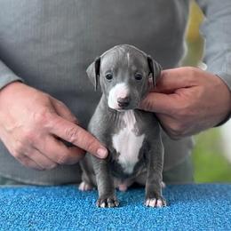 Boy 4 - Blue male Italian Greyhound puppy in Sugar Valley, Georgia from Pinnacle Farm and Kennel