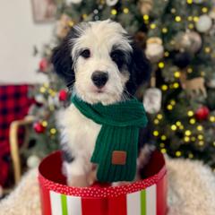 Chili - female Australian Mountain Doodle puppy in Taylors, South Carolina from Aspen Mountain Doodles LLC
