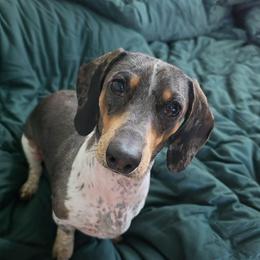 Nara - Dachshund