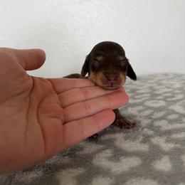 Chai - Chocolate female Dachshund puppy in Stamford, Texas from West Texas Miniature Dachshunds