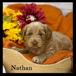 Nathan - Caramel male Australian Labradoodle puppy in Gladstone, Oregon from Beaver State Labradoodles