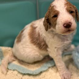 Simba - Parti male Goldendoodle puppy in Maricopa, Arizona from AZ Designer Goldendoodles