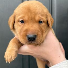 Francis - Yellow male Labrador Retriever puppy in Great Falls, Montana from Yogo Point Kennels