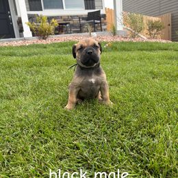 Black collar - Brown male Boerboel puppy in Colorado Springs Co, Colorado from On The Peak Boerboel