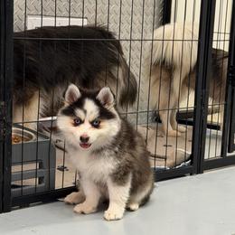 Lexi - Black and white male Pomsky puppy in Cave Creek, Arizona from Arizona Luxury Pomskies
