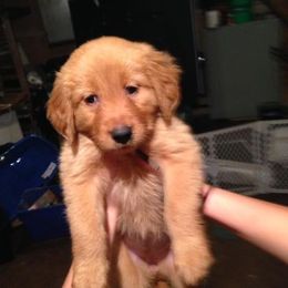Golden Retriever Puppies from Mikaela's Golden Retrievers