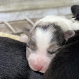 Australian Shepherd Puppies from Beachin' Aussies