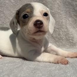 Boy 4 - male Dachshund puppy in Warm Springs, Arkansas from Seven Hills Arkansas