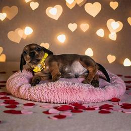 Charlie - Red male Dachshund puppy in Alvin, Texas from Cosson's Dachshunds of Alvin