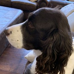 Molly - English Springer Spaniel