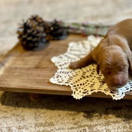 Boy 5 - Golden male Golden Retriever puppy in Buffalo, Missouri from Thrasher Family Puppies