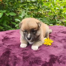 Ty - Sesame male Shiba Inu puppy in Illinois from Precious-Puppies