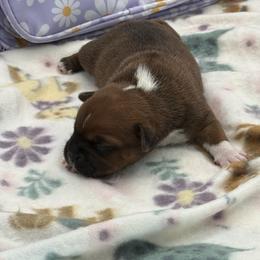 Male 4 - Red and white male Staffordshire Bull Terrier puppy in Lakeland, Florida from English Creek Staffords