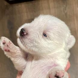 Merlin - White male Miniature Schnauzer puppy in Interlachen, Florida from Pam's Schnauzers