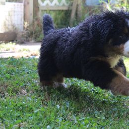 Bernese Mountain Dog Puppies from Baby Bear Bernese Kennel