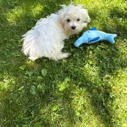 Orange - White male Maltese puppy in Massachusetts from Happy Tail Yorkies and Maltese
