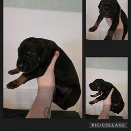 Pluto - Black Great Dane puppy in Spiro, Oklahoma from Big Birch Danes