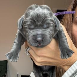 Cami - Charcoal female Dilute Retriever puppy in Orangevale, California from NorCal Silver & Coal Labradors