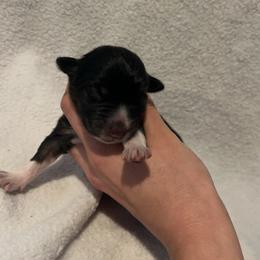 Resty - Black tri-color female Australian Shepherd puppy in Mcmillan, Michigan from Hall-N-Auss Australian shepherds