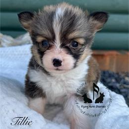 Full Fluffy With A Tail Aloe Vera - Sable female Pembroke Welsh Corgi puppy in Casper, Wyoming from Flying Note Shorties