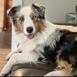 Parsley - Australian Shepherd
