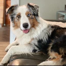 Parsley - Australian Shepherd