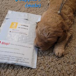 Goldendoodle Puppies from 3 Willows Goldendoodles