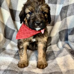 Jasper - Tri-color male Bernedoodle puppy in Lowell, Arkansas from Sunny Sky Doodles