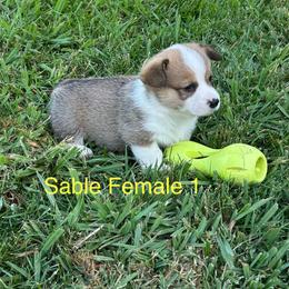 Pembroke Welsh Corgi Puppies from Jennifer Jimerson