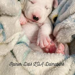 Dalmatian Puppies from Rainier DALS LUA Dalmatians of Washington