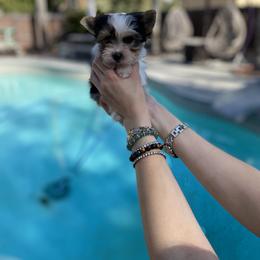 Yorkshire Terrier Puppies from Akc Quality Yorkies