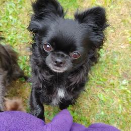 Rosie - Chihuahua