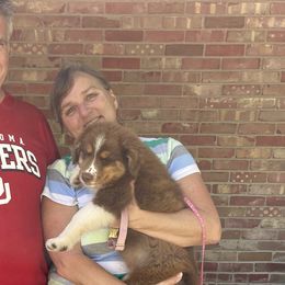 Pecan - Red Australian Shepherd puppy in Sedalia, Missouri from Strollins Farm