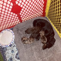 Dachshund Puppies from Garland Weens