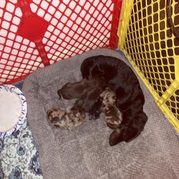 Dachshund Puppies from Garland Weens