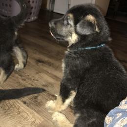 German Shepherd Puppies from Sandy’s Shepherds
