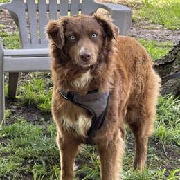 Sunday - Australian Shepherd