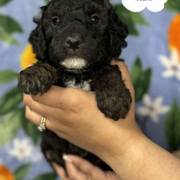 Cocker Spaniel and Poodle Puppies from K & M Home Kennels