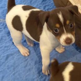 Paris - White, chocolate and tan female Rat Terrier puppy in Savoy, Texas from Rockin EZ Rat Terriers
