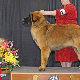 Leonbergers from Invictus Leonbergers