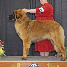 Leonbergers from Invictus Leonbergers
