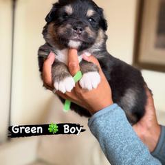 Green Boy - Black male Finnish Lapphund puppy in Redding, California from AlpenGlō Kennels