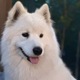 Kiska - Samoyed