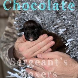 Chocolate - Brindle male Boxer puppy in Madisonville, Texas from Sergeant's Boxers