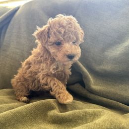 Chilli - Cream female Poodle puppy in Chipley, Florida from Nokoluma