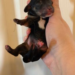 William - Black and tan male Dachshund puppy in Bergen, New York from T. Rex Doxies & Friends