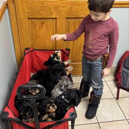 Bernedoodle puppies from Zehr’s Labradoodles & Bernedoodles