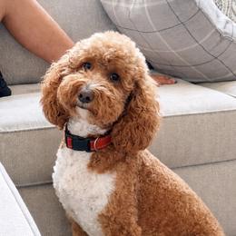 Harley - Goldendoodle