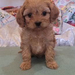 Cavalier King Charles Spaniel, Cavapoo, and Poodle Puppies from Rocky Desert Goldens and Cavaliers