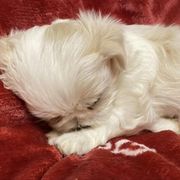 Shichon and Shih Tzu Puppies from Angie’s Teddy Bear Puppies Minnesota